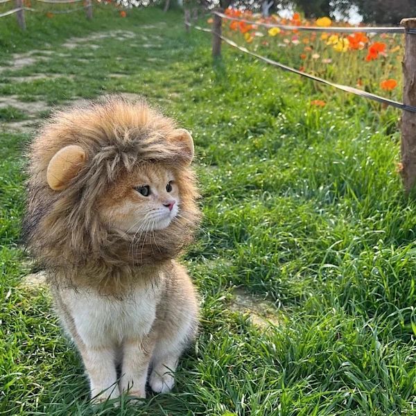 Lejonman kattmössa, kostym för katter, M, brun, 1 styck
