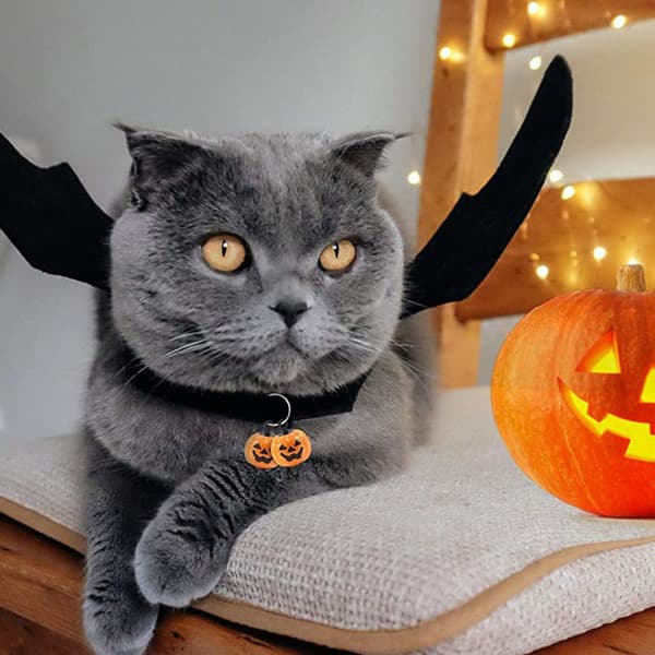 Katt Fladdermusvingar Kostym, Halloween Husdjursdräkt (S)