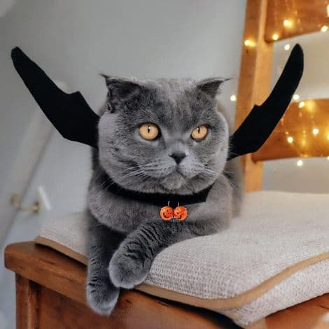 Halloween-dräkt med kala vingar för hundar och katter L