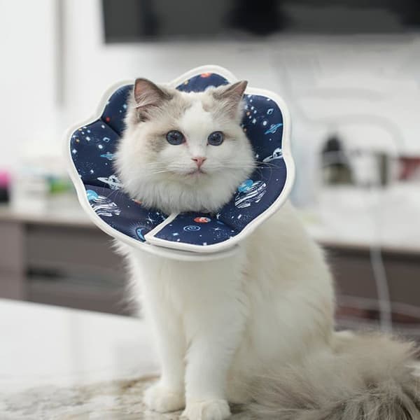 Kattkrage - NOBRAND - Comfy Cone - Anti-bit - Justerbar - Blå
