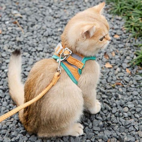 Flugtsikkert sele og snor til katte og små hunde, størrelse M, 1,5-4 kg