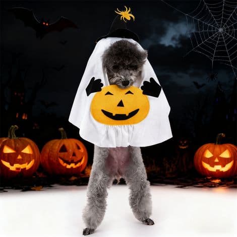 Pumpa- och spökkostym för hundar M