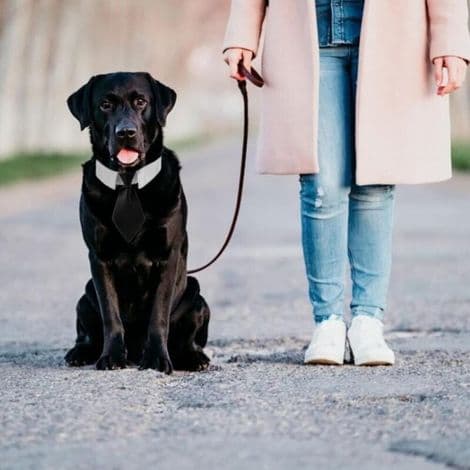 Hundslips, 1-pack svart bomullsslips med justerbart spänne för medelstora och stora hundar, storlek M