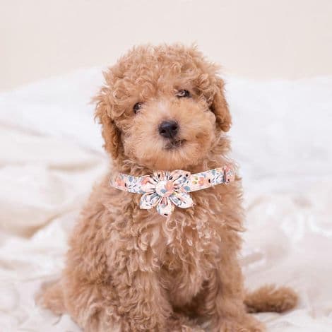 Hundhalsband med blomdekor