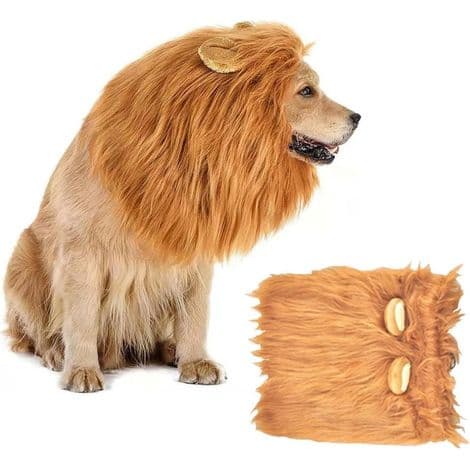 Halloween: Lejonkostym med man och öron för hund M