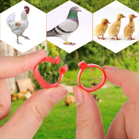 Identifikationsring til høns, 20 mm benring i farvet plast.