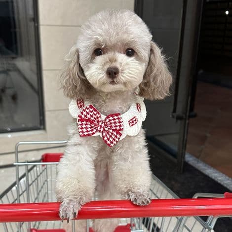 Hundetandsmønstret påskebandana til kæledyr, butterfly-bandana til kæledyr