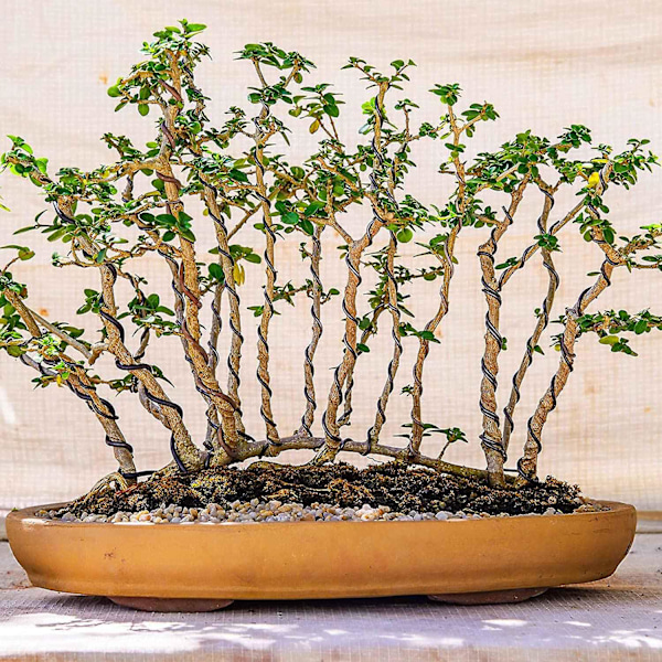 9 Rullaa Bonsai-lankoja, Puun Koulutuslanka, Lankaleikkurilla, Alumiininen Bonsai-lanka Bonsa[DB]:lle Black  Brown  Green