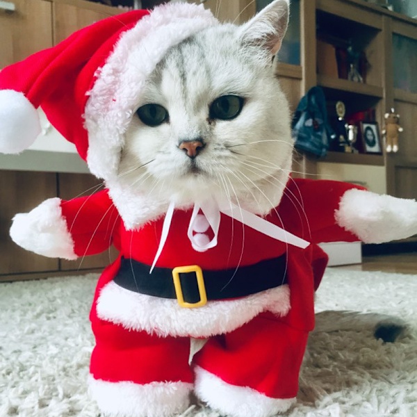 Kitten and puppy clothes Christmas puppy Santa Claus costume dog holiday costume Christmas skirt with hat Christmas transformation costume-XS