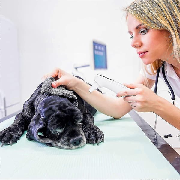 Katt- och hundörontemperaturmätare, termometer endast för husdjur