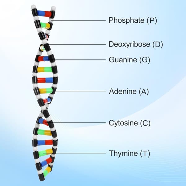 DNA-modelkit Undervisningsmateriale Model DNA Dobbelt Helix Molekylært Kit Display Struktur til Skoleelev Videnskabsundervisning Uddannelsesmæssig Læring