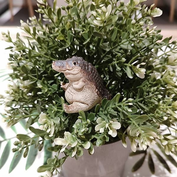 Söt Zisha liten krokodil liten krokodil te Ceremoni för husdjur