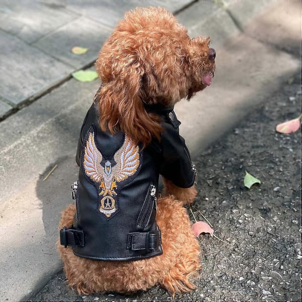 Cool Dog Leather Jacket, Warm Dog Jackets Windproof Cold Weather Jackets for Large Medium Small Dogs with Eagle Embroidery Black S_tfrf