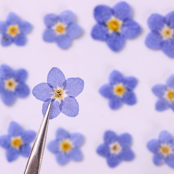 60 stk. naturlige tørrede pressede blomster, tørrede forglemmigej ægte bl.
