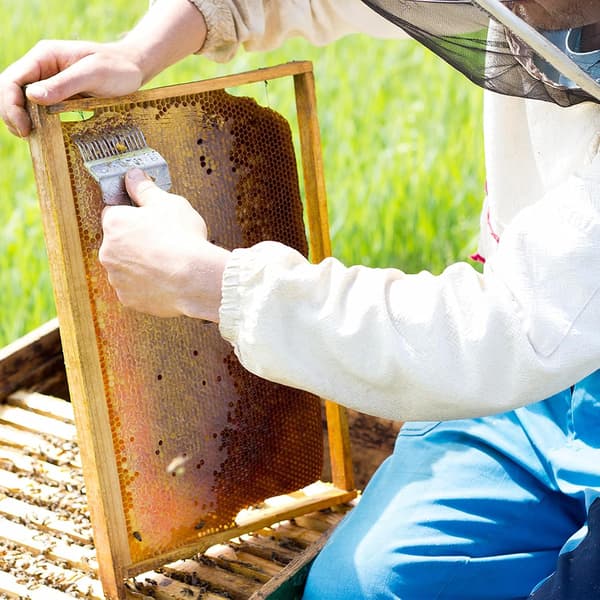 Stainless Steel Honey Scraper, Honeycomb Uncapping Fork, Stainless Steel, Beekeeping Tool for Beekeepers