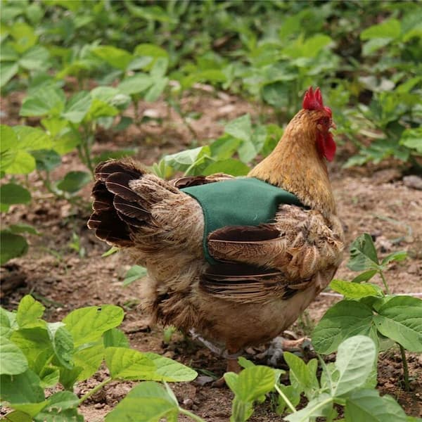 3PCS Pet Vest, Chicken Clothes, Poultry Hen Saddle Apron, Adjustable Chicken Vest Feather Protector Holder Green