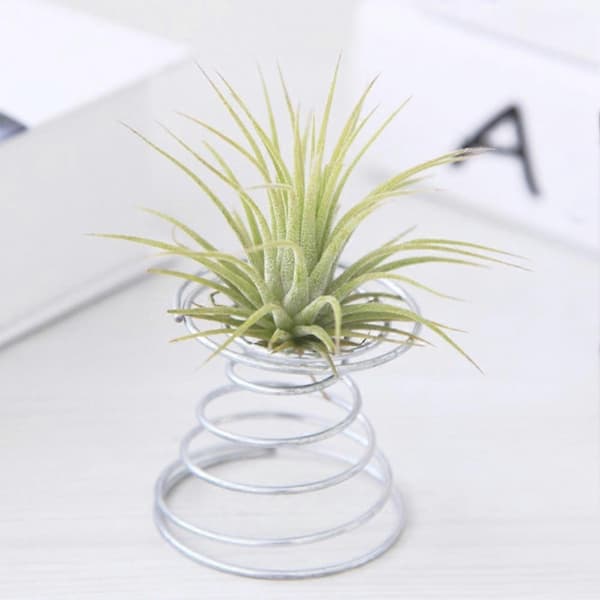 10 stk. Luftplante Tråd Springholder Blomsterpotter Miniaturestativ Havedekor