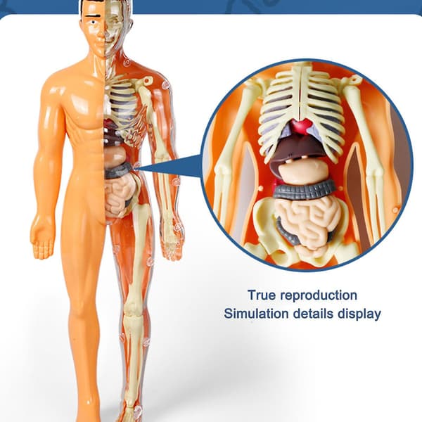 3D-model af menneskekroppens torso til børn - anatomimodel, skelet, gør-det-selv legetøj, pædagogisk - Jxlgv