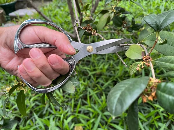 Plantesaks, japansk rustfri stål havesaks, til