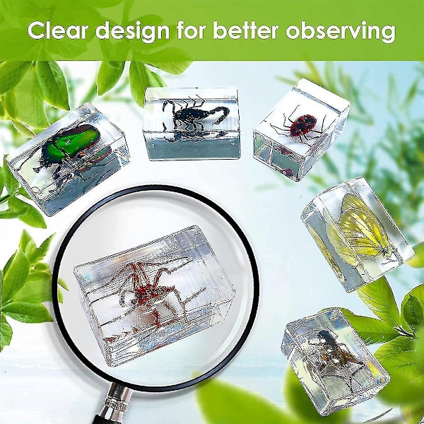 11 st Resinsekts exemplar, Insektsamling Brevpress, Resin Riktiga Insekter, Olika Insekter Sp[C]