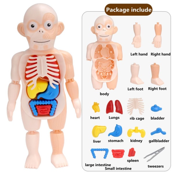 Menneskelig krop Anatomi Model Pædagogisk legetøj Organ samlet