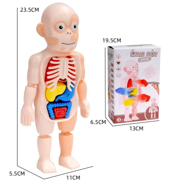 Menneskelig krop Anatomi Model Pædagogisk legetøj Organ samlet