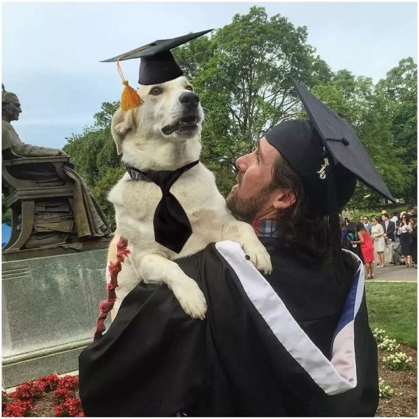Pet Graduation Caps med slips Hunde kvast kasket sort polyester pet cap til gør-det-selv hunde katte ferie kostume tilbehør