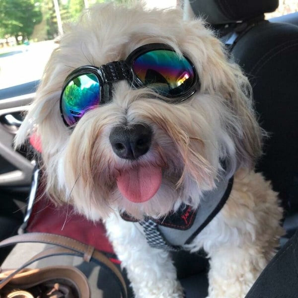 Koiran lasit Silmiensuojaus Vedenpitävät lemmikkieläinten aurinkolasit yli 13 kg painaville koirille (musta)