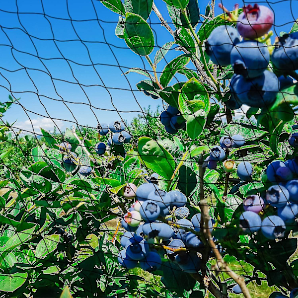 15m x 15m Fuglebeskyttelsesnet Fuglenet Plantenet Damnet Havenet til Have, 5 x 5 cm Store Huller