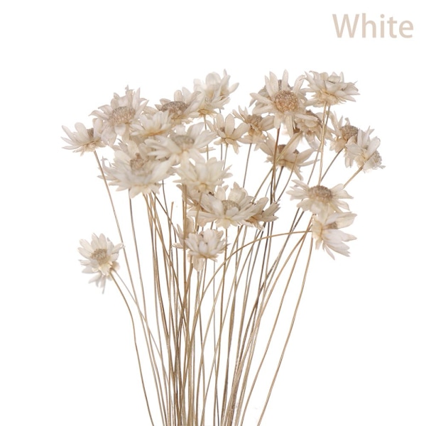 30 dekorativa torkade blommor Mini Daisy VIT white