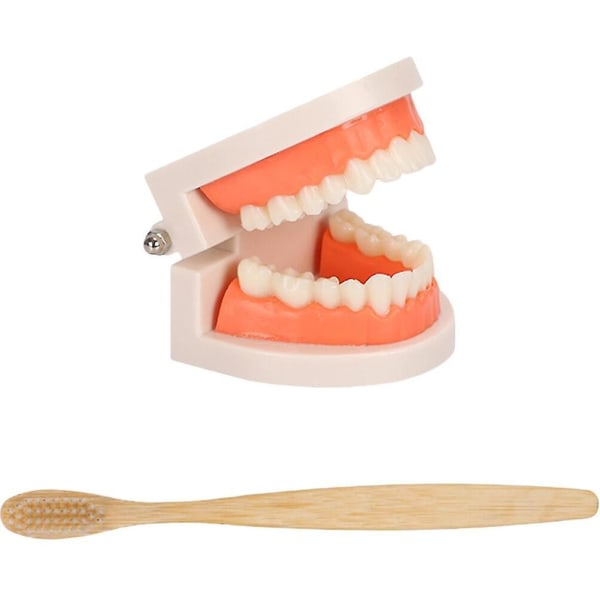1 sæt Tandplejemodel Børn Tandplejemodel Tandbørstning Undervisningsmodel Børn Uddannelsesmodel