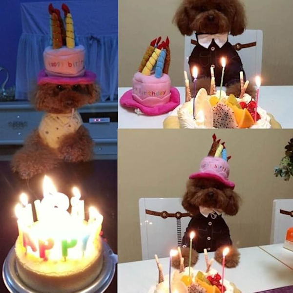 Hundebursdaghatt med kake- og lysdesign, festkostymetilbehør, hodeplagg (én størrelse passer de fleste)
