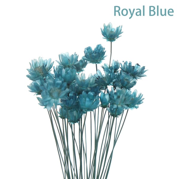 30 dekorativa torkade blommor Mini Daisy ROYAL BLUE royal blue