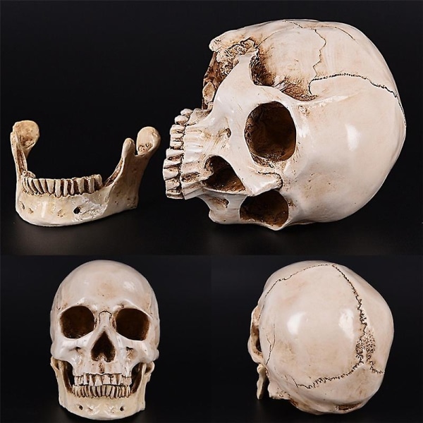 1:1 Human Skull Model Medical Skeleton Halloween Decoration