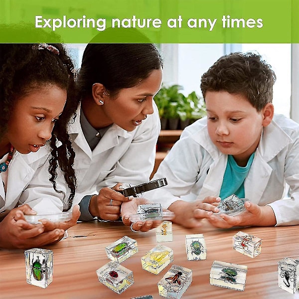 11 stk. Insektprøver i resin, Insektsamling Papirvekt, Resin Ekte Insekter, Diverse Insekter Sp[C]