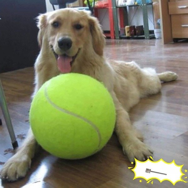 Hundtennisboll 9,5" stora husdjursleksaker Utomhussport Hundboll