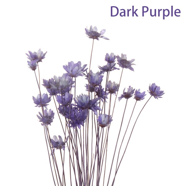 30 dekorativa torkade blommor Mini Daisy MÖRKLILA dark purple
