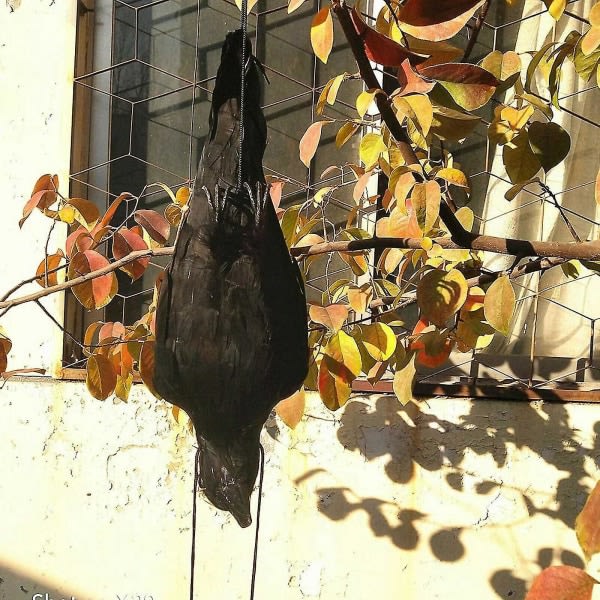 Realistisk hængende død krage lokkefugl Lifesize Ekstra sort fjerkrage