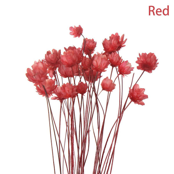 30 koristeellista kuivattua kukkaa Mini Daisy RED ed