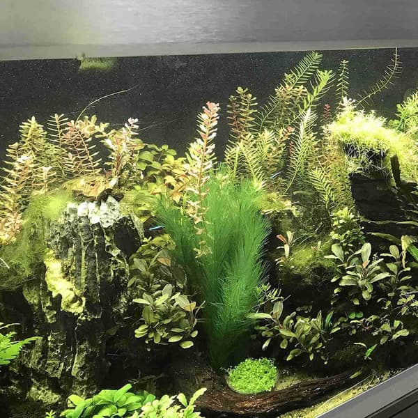 Ceramic Base Non-Toxic Aquarium Silk Plants, Plastic Aquarium Plants For A Safe And Realistic Underwater Landscape