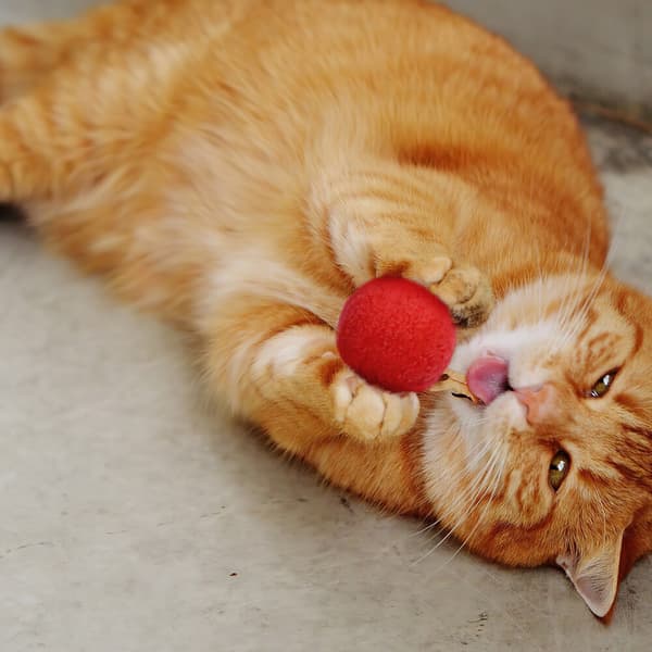 stk Pom Pom bolde Sjovt legetøj til katte, fluffy og blødt_xx