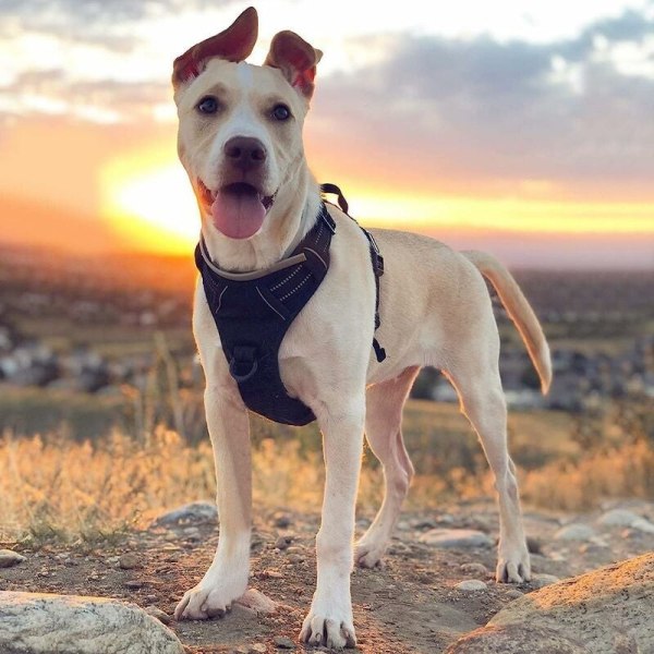 Anti-trekksele for hund, enkel å ta på hundeselet justerbar reflekssele med enkel gå foran klippsele for mellomstore, store hunder, svart farge