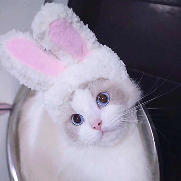 Koira Pet Bunny Rabbit Korvat Kissalle Pienille Koirille Kitten Party