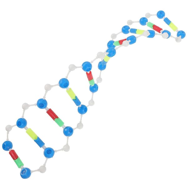 Dobbelt Helix DNA Model Videnskabsundervisningshjælpemidler til Studenter Uddannelsesværktøj