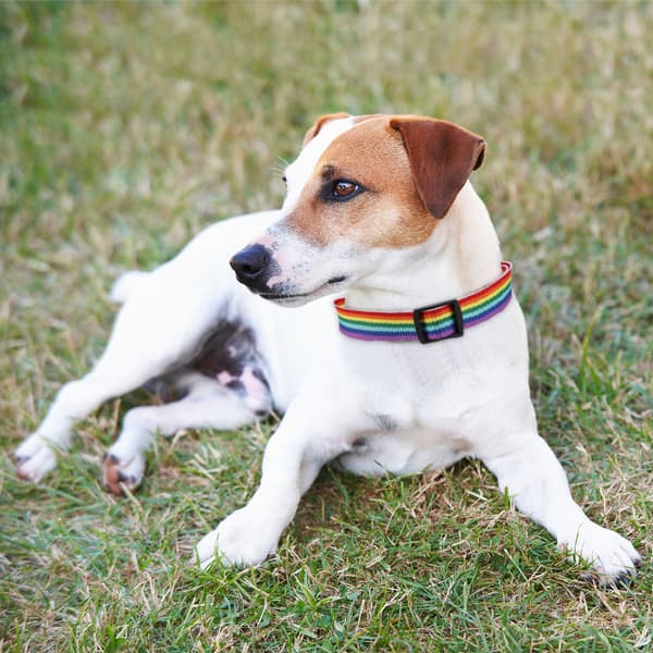 Hundkoppel halsband set hundkoppel