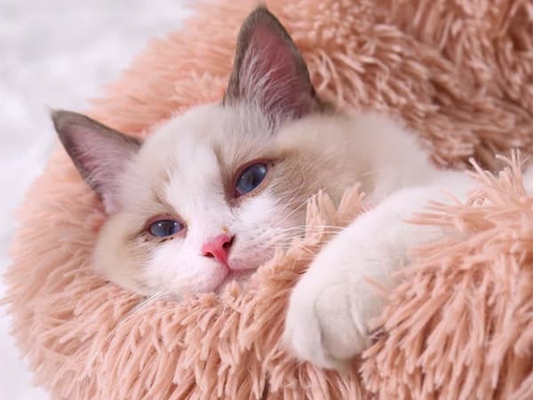 Fluffy hundeseng katteseng myk pute soveseng 80cm 1330