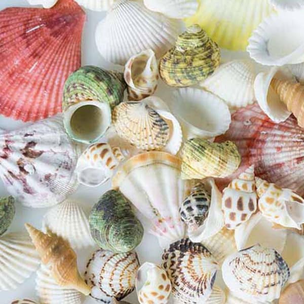 100g Mixed Beach Seashell Mix Sea Shell Craft Natural Decor DIY 2022 V0H7