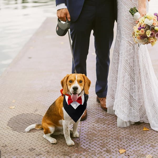 Smoking bandana halsbånd til hunde, formelt med butterfly til små mellemstore store justerbart