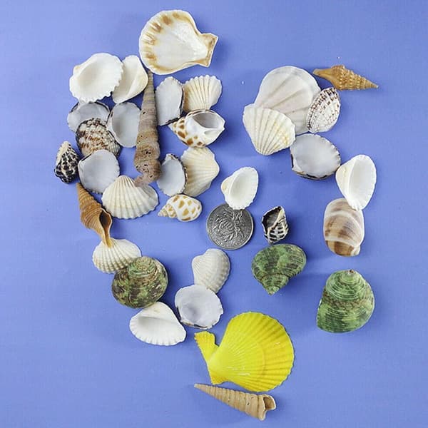 100g Mixed Beach Seashell Mix Sea Shell Craft Natural Decor DIY 2022 V0H7