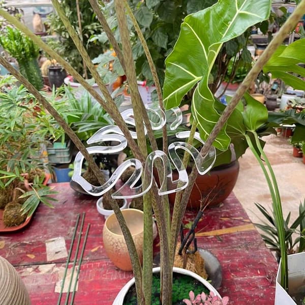 5-pack justerbara växtstödklämmor för klätterväxter, bonsai och växthus Sector 5 pcs